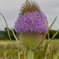 Buy canvas prints of Flowering Thistle Head by colin chalkley