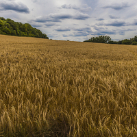 Buy canvas prints of Barley Field in the Chilterns by colin chalkley