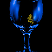 Buy canvas prints of  Moth on a Wineglass by colin chalkley