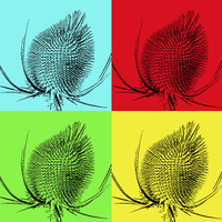 Buy canvas prints of  Thistle head pop art by colin chalkley