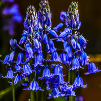 Buy canvas prints of Variety of Bluebell by colin chalkley