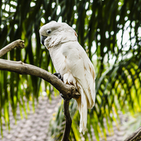 Buy canvas prints of  Tanimbar Cockatoo by colin chalkley