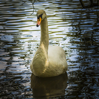 Buy canvas prints of  Swan by colin chalkley