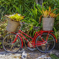 Buy canvas prints of  A Bicycle Planter - Thai style by colin chalkley