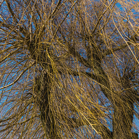 Buy canvas prints of  The tangled new growth of the Weeping Willow by colin chalkley