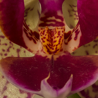 Buy canvas prints of  Moth Orchid by colin chalkley