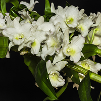 Buy canvas prints of  An Array of White Orchids by colin chalkley