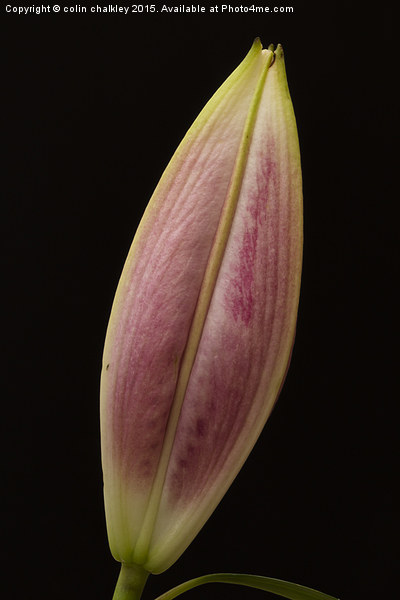  Asiatic Lily Bud Picture Board by colin chalkley
