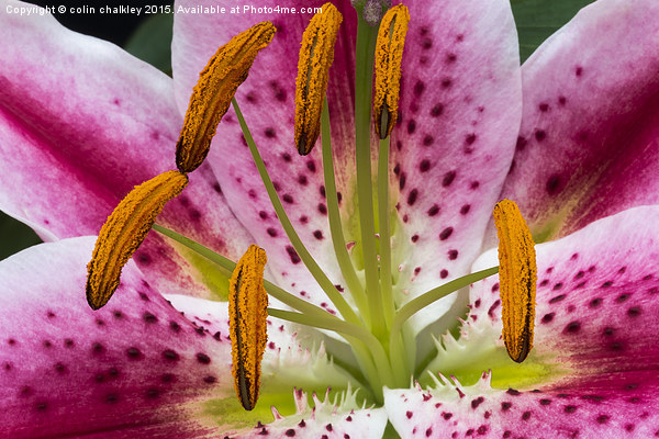  Single Asiatic Lily Flower Picture Board by colin chalkley