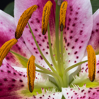 Buy canvas prints of  Single Asiatic Lily Flower by colin chalkley