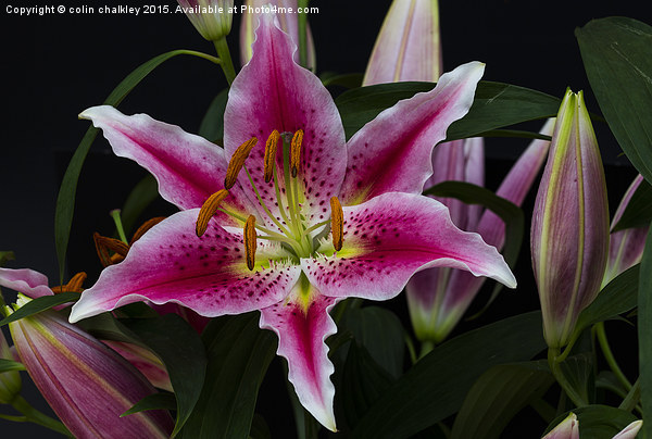 Asiatic Lily Flower Group Picture Board by colin chalkley