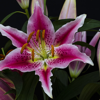 Buy canvas prints of Asiatic Lily Flower Group by colin chalkley