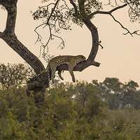 Buy canvas prints of  Leopard in Kruger National Park by colin chalkley