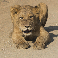 Buy canvas prints of Kruger National Park - Lion Cub  by colin chalkley