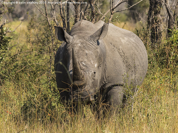  African White Rhinoceros Picture Board by colin chalkley