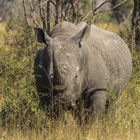 Buy canvas prints of  African White Rhinoceros by colin chalkley