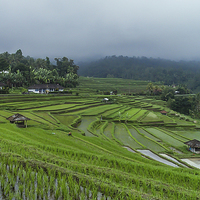 Buy canvas prints of  Rice Terrace Fields in Bali by colin chalkley