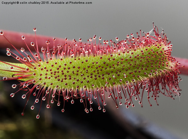 Macro  Cape Sundew Leaf Picture Board by colin chalkley