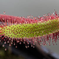 Buy canvas prints of Macro  Cape Sundew Leaf by colin chalkley