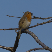 Buy canvas prints of  Chirpy Robin by colin chalkley