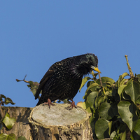 Buy canvas prints of  Gregarious Starling by colin chalkley