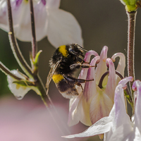 Buy canvas prints of  Bee on an Aquilegia Flower by colin chalkley