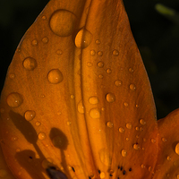Buy canvas prints of  Raindrops and Shadows by colin chalkley