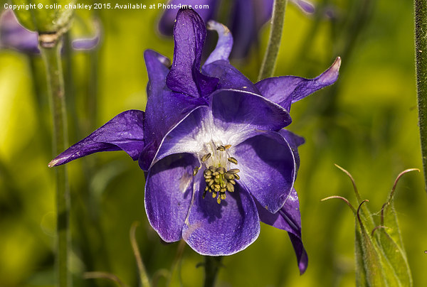  Aquilegia Flower Picture Board by colin chalkley