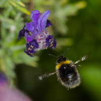 Buy canvas prints of  Bee homing in on dinner by colin chalkley