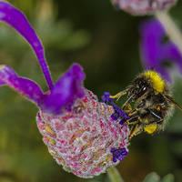 Buy canvas prints of  It's Bee Again! by colin chalkley