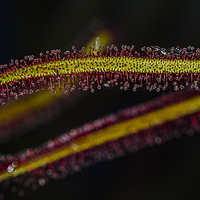 Buy canvas prints of Cape Sundew Leaf by colin chalkley