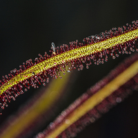 Buy canvas prints of  Cape Sundew Leaf by colin chalkley