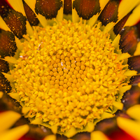 Buy canvas prints of  Gazania Central by colin chalkley