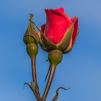 Buy canvas prints of  Rose Against An Azure Sky by colin chalkley
