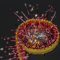 Buy canvas prints of  Cape Sundew by colin chalkley