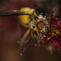 Buy canvas prints of  Fly captured by a Cape Sundew Plant by colin chalkley