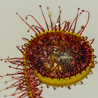 Buy canvas prints of Cape Sundew and Prey by colin chalkley