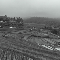 Buy canvas prints of Rice Terrace Fields in Bali  by colin chalkley