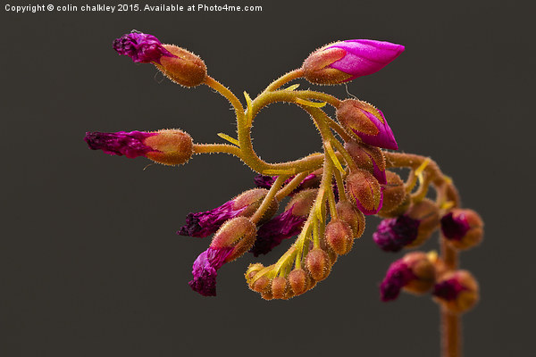 Cape Sundew Flowers Picture Board by colin chalkley