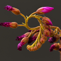 Buy canvas prints of Cape Sundew Flowers by colin chalkley