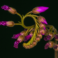 Buy canvas prints of Cape Sundew Flower Buds by colin chalkley