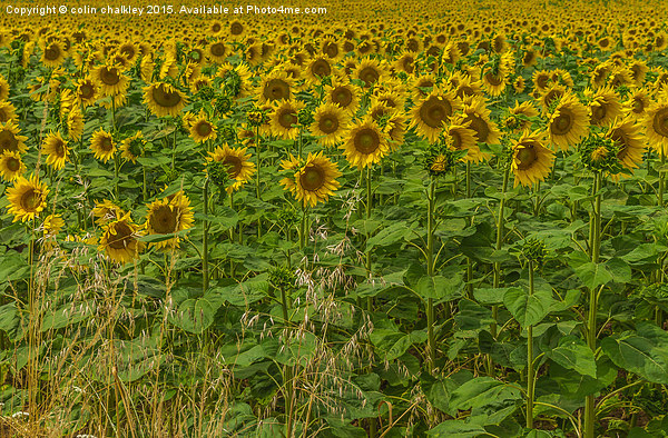  Sunflowers and Grasses Picture Board by colin chalkley