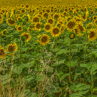 Buy canvas prints of  Sunflowers and Grasses by colin chalkley