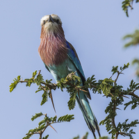 Buy canvas prints of  South African Lilac Breasted Roller by colin chalkley