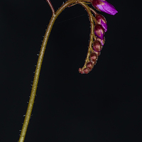Buy canvas prints of  Cape Sundew Flowers and Buds by colin chalkley