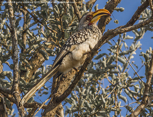  Southern Yellow Billed Hornbill in Kruger Picture Board by colin chalkley