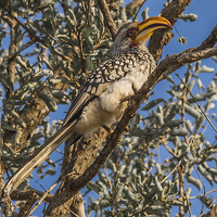 Buy canvas prints of  Southern Yellow Billed Hornbill in Kruger by colin chalkley