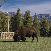 Buy canvas prints of Bison at Yellowstone Park  by colin chalkley