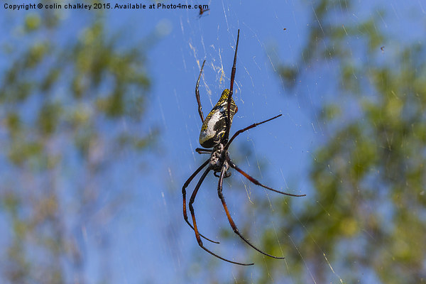  Female Golden Orb Spider Picture Board by colin chalkley