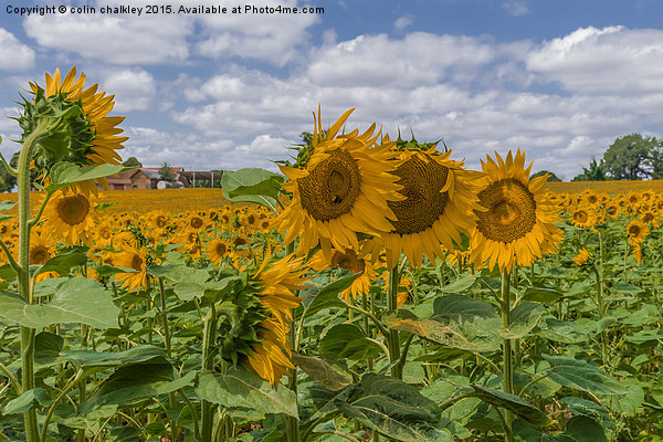  Boussac Sunflowers Picture Board by colin chalkley